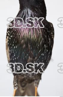 Starling-Sturnus vulgaris 0012